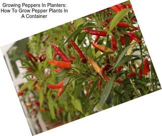 Growing Peppers In Planters: How To Grow Pepper Plants In A Container