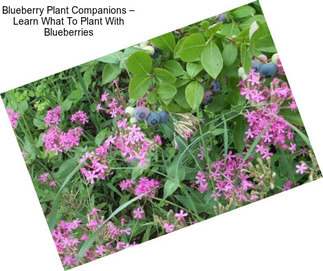 Blueberry Plant Companions – Learn What To Plant With Blueberries