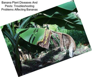 Banana Plant Diseases And Pests: Troubleshooting Problems Affecting Bananas