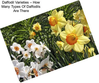 Daffodil Varieties – How Many Types Of Daffodils Are There