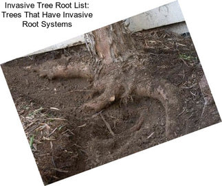 Invasive Tree Root List: Trees That Have Invasive Root Systems