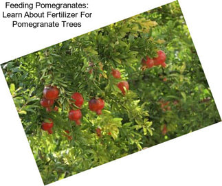 Feeding Pomegranates: Learn About Fertilizer For Pomegranate Trees