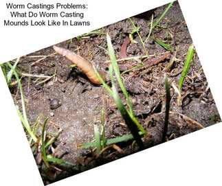 Worm Castings Problems: What Do Worm Casting Mounds Look Like In Lawns