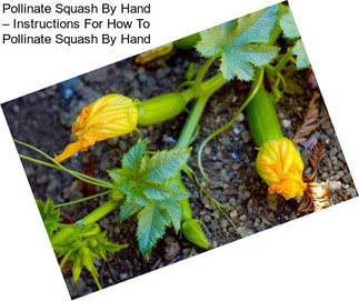 Pollinate Squash By Hand – Instructions For How To Pollinate Squash By Hand