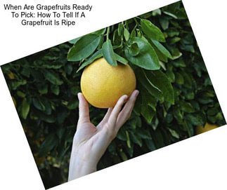 When Are Grapefruits Ready To Pick: How To Tell If A Grapefruit Is Ripe