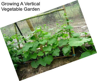 Growing A Vertical Vegetable Garden