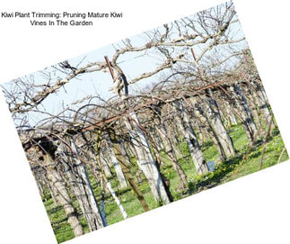 Kiwi Plant Trimming: Pruning Mature Kiwi Vines In The Garden