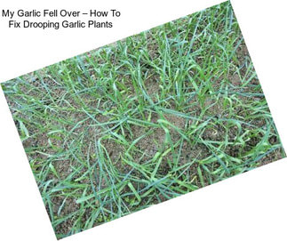 My Garlic Fell Over – How To Fix Drooping Garlic Plants