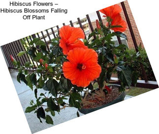 Hibiscus Flowers – Hibiscus Blossoms Falling Off Plant