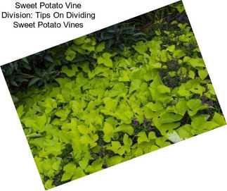 Sweet Potato Vine Division: Tips On Dividing Sweet Potato Vines