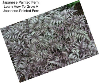 Japanese Painted Fern: Learn How To Grow A Japanese Painted Fern