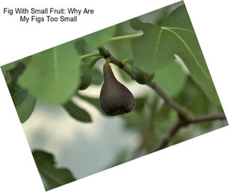 Fig With Small Fruit: Why Are My Figs Too Small