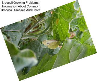 Broccoli Growing Problems: Information About Common Broccoli Diseases And Pests