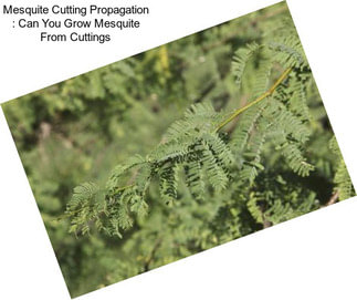 Mesquite Cutting Propagation : Can You Grow Mesquite From Cuttings