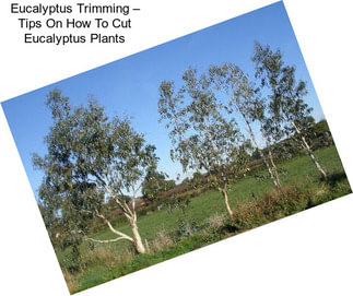 Eucalyptus Trimming – Tips On How To Cut Eucalyptus Plants