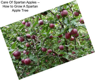 Care Of Spartan Apples – How to Grow A Spartan Apple Tree
