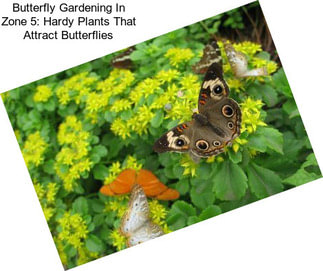 Butterfly Gardening In Zone 5: Hardy Plants That Attract Butterflies