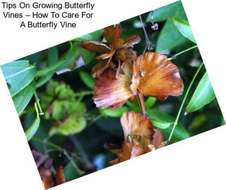 Tips On Growing Butterfly Vines – How To Care For A Butterfly Vine