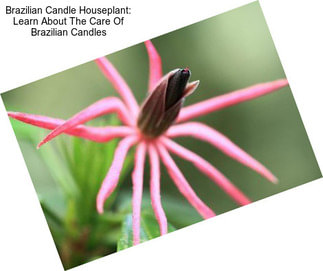 Brazilian Candle Houseplant: Learn About The Care Of Brazilian Candles