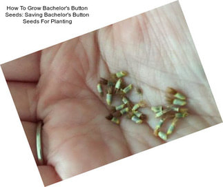 How To Grow Bachelor\'s Button Seeds: Saving Bachelor\'s Button Seeds For Planting