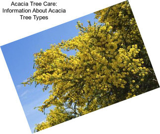 Acacia Tree Care: Information About Acacia Tree Types