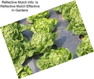 Reflective Mulch Info: Is Reflective Mulch Effective In Gardens