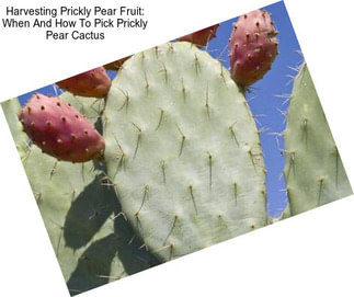 Harvesting Prickly Pear Fruit: When And How To Pick Prickly Pear Cactus