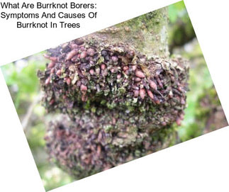 What Are Burrknot Borers: Symptoms And Causes Of Burrknot In Trees