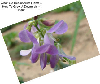 What Are Desmodium Plants – How To Grow A Desmodium Plant