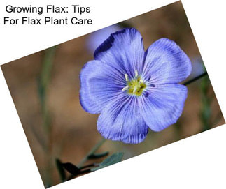 Growing Flax: Tips For Flax Plant Care