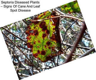 Septoria Diseased Plants – Signs Of Cane And Leaf Spot Disease