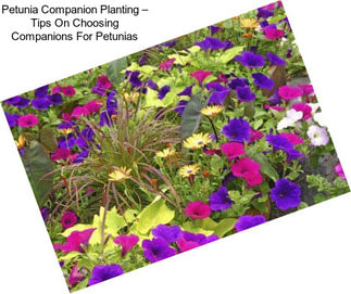 Petunia Companion Planting – Tips On Choosing Companions For Petunias