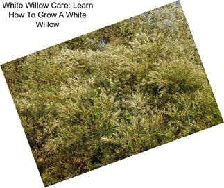 White Willow Care: Learn How To Grow A White Willow