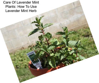 Care Of Lavender Mint Plants: How To Use Lavender Mint Herb