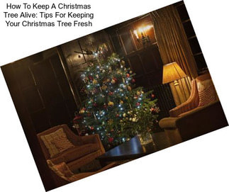 How To Keep A Christmas Tree Alive: Tips For Keeping Your Christmas Tree Fresh