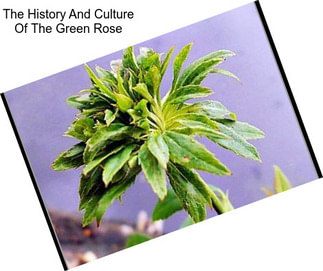 The History And Culture Of The Green Rose