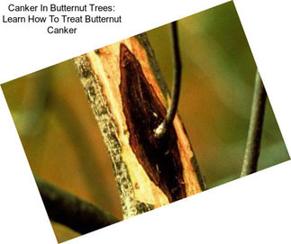 Canker In Butternut Trees: Learn How To Treat Butternut Canker