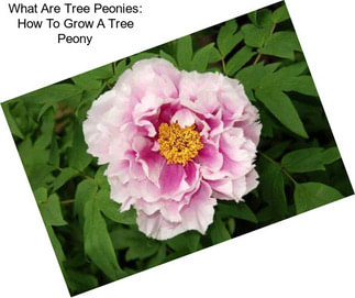 What Are Tree Peonies: How To Grow A Tree Peony