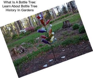 What Is A Bottle Tree: Learn About Bottle Tree History In Gardens
