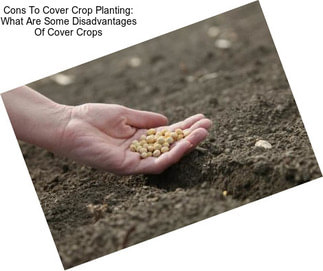 Cons To Cover Crop Planting: What Are Some Disadvantages Of Cover Crops