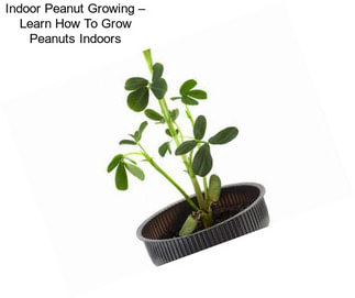 Indoor Peanut Growing – Learn How To Grow Peanuts Indoors