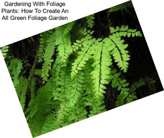 Gardening With Foliage Plants: How To Create An All Green Foliage Garden