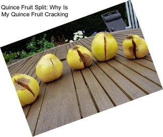 Quince Fruit Split: Why Is My Quince Fruit Cracking