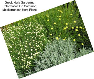 Greek Herb Gardening: Information On Common Mediterranean Herb Plants