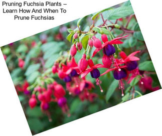 Pruning Fuchsia Plants – Learn How And When To Prune Fuchsias