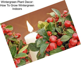 Wintergreen Plant Decor: How To Grow Wintergreen Indoors