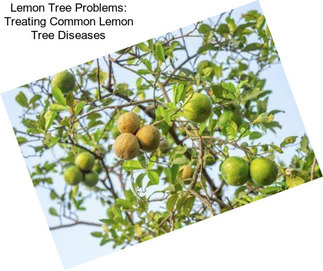 Lemon Tree Problems: Treating Common Lemon Tree Diseases