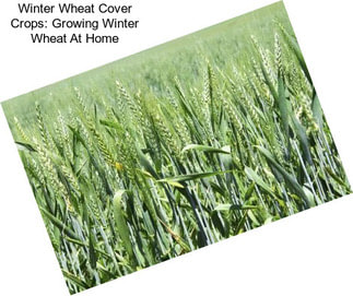 Winter Wheat Cover Crops: Growing Winter Wheat At Home