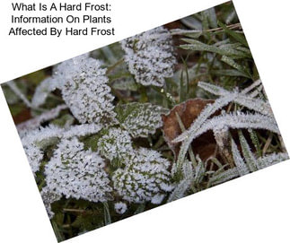What Is A Hard Frost: Information On Plants Affected By Hard Frost