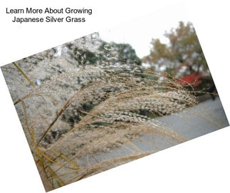 Learn More About Growing Japanese Silver Grass